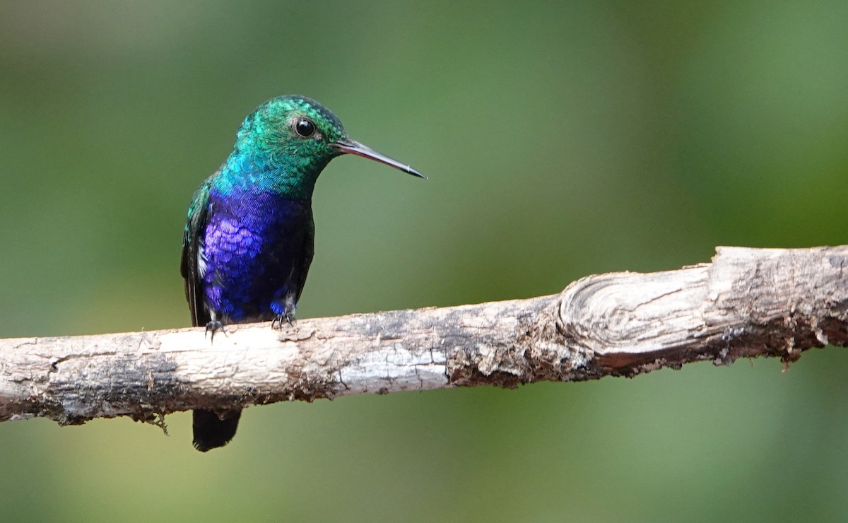 Violet-bellied Hummingbird - Billie Knight
