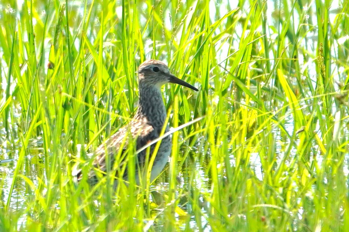 Pectoral Sandpiper - Allison Graves