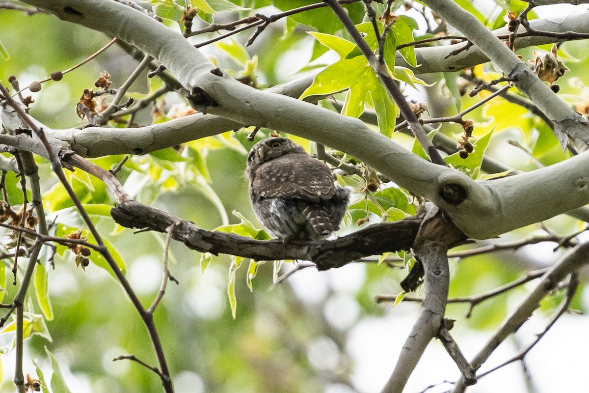 Northern Pygmy-Owl - Pawel Michalak