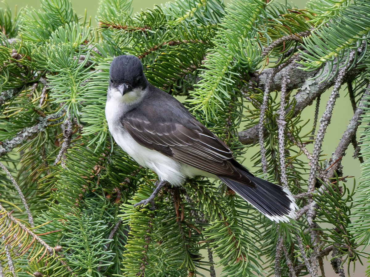 Eastern Kingbird - ML619144713