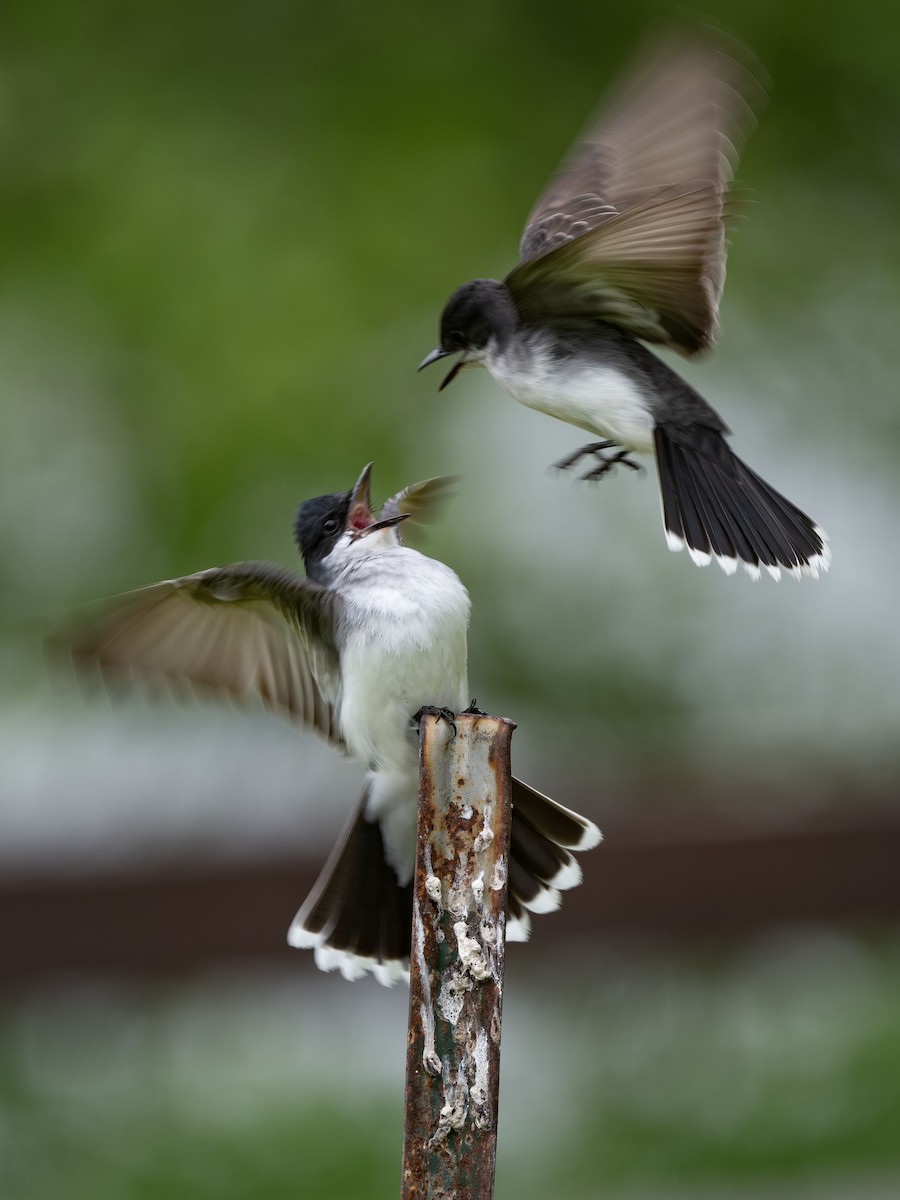 Eastern Kingbird - ML619144714