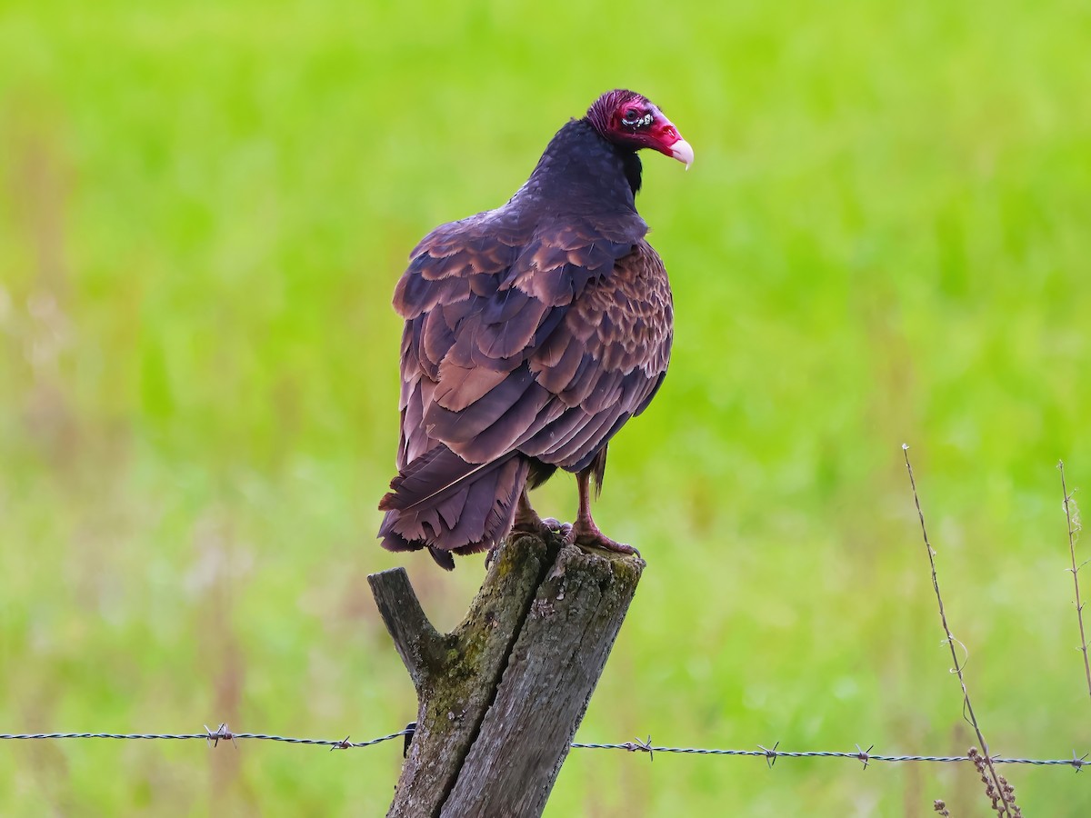 Turkey Vulture - Eric Patry