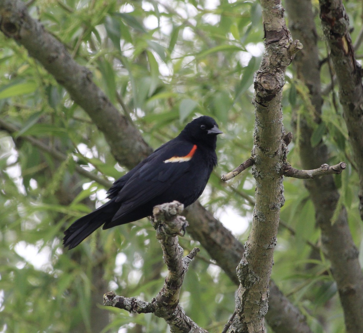 Red-winged Blackbird - tim klimowski