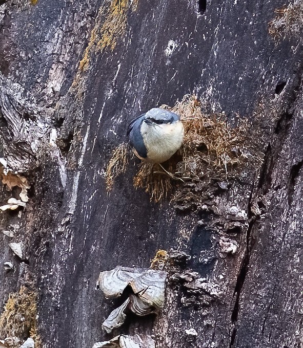 White-tailed Nuthatch - ML619144725