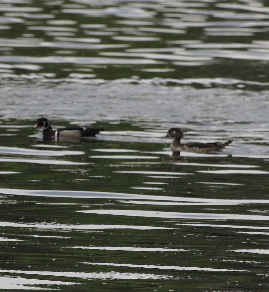 Wood Duck - tim klimowski