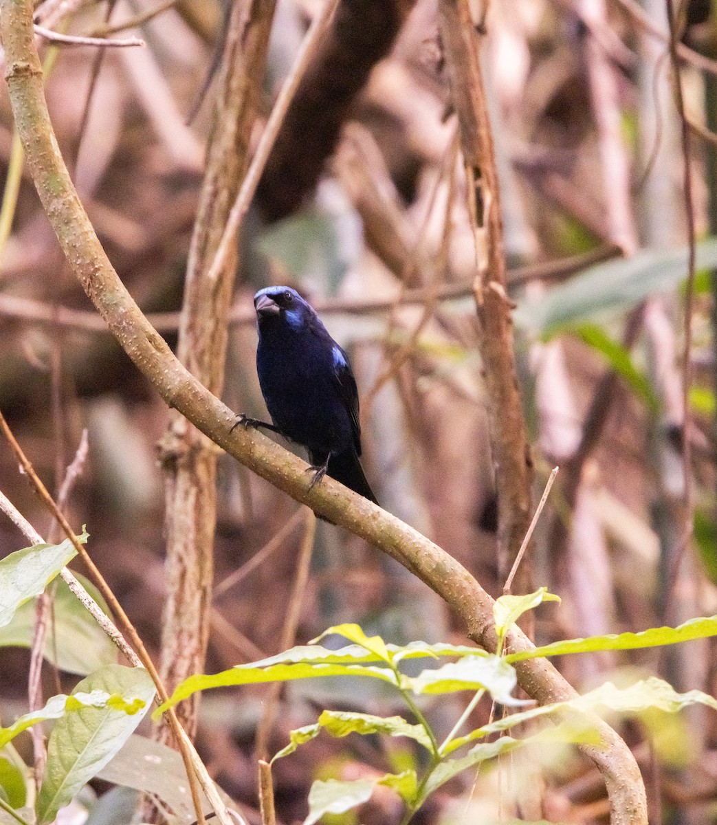 Blue Bunting - Kevlin Mar