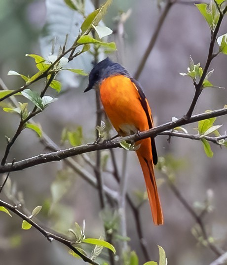 Gray-chinned Minivet - Peter Seubert