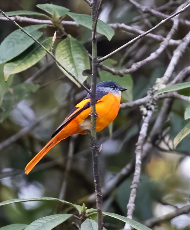 Gray-chinned Minivet - Peter Seubert