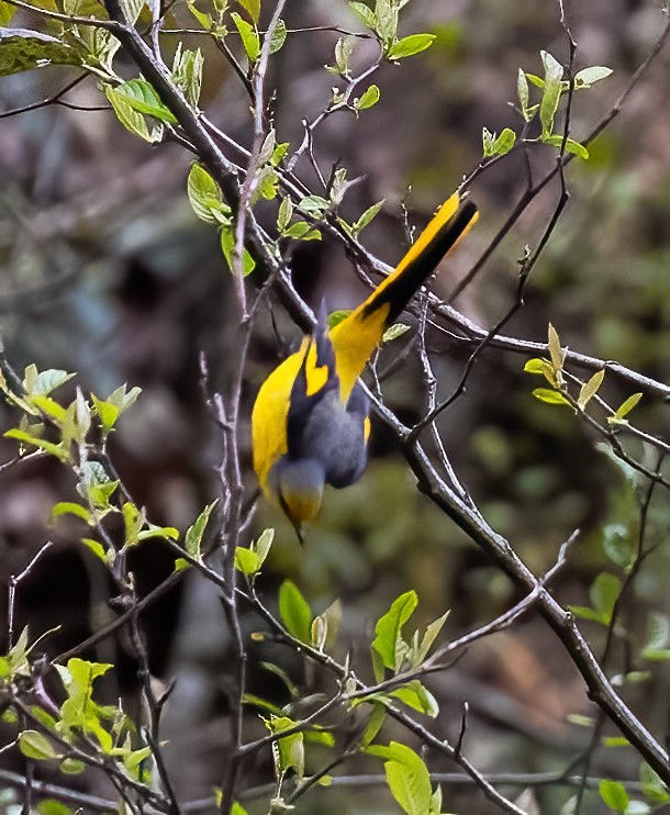 Gray-chinned Minivet - Peter Seubert