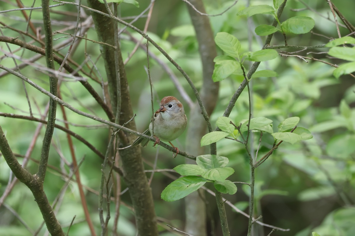 Field Sparrow - Yianni Laskaris