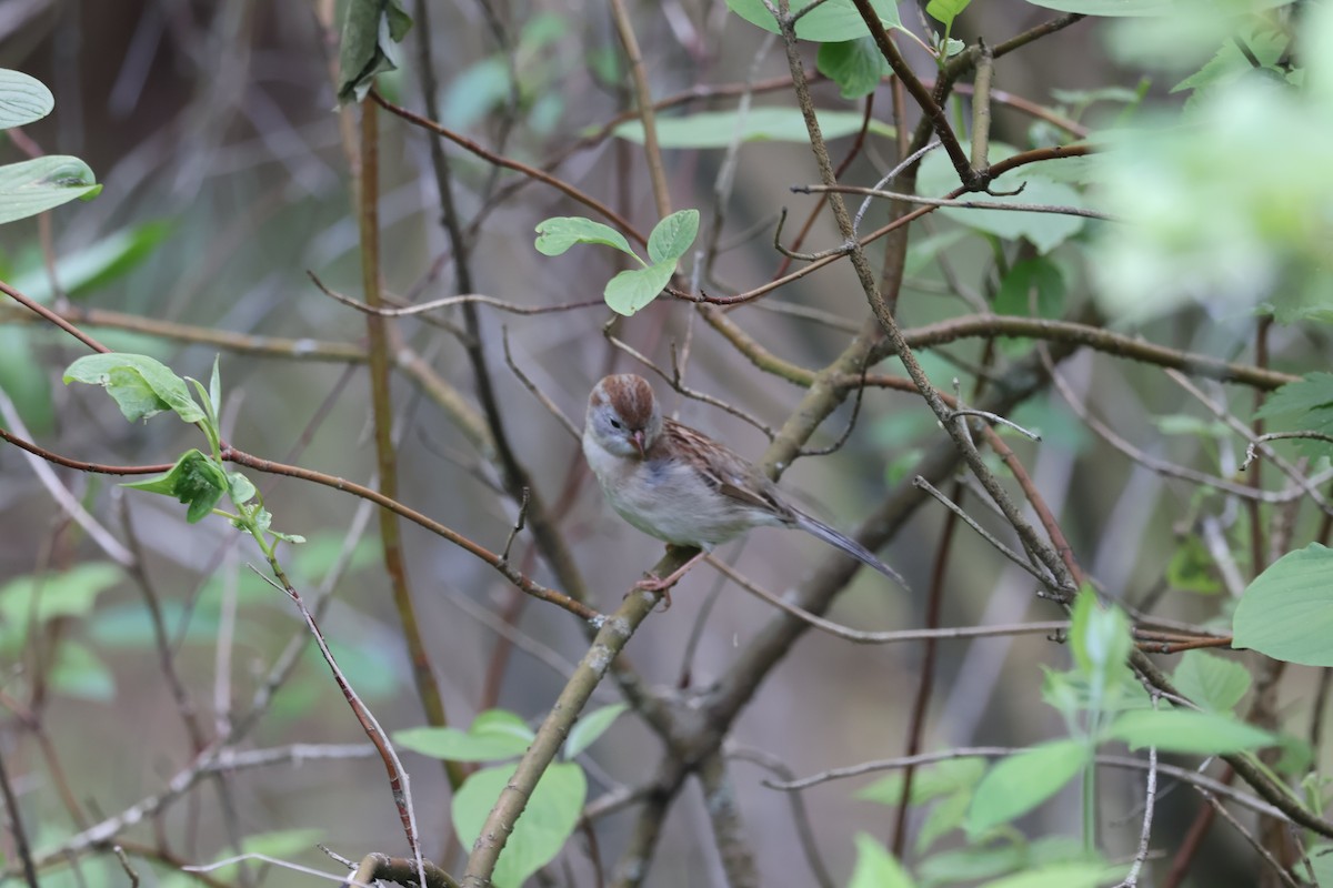 Field Sparrow - Yianni Laskaris