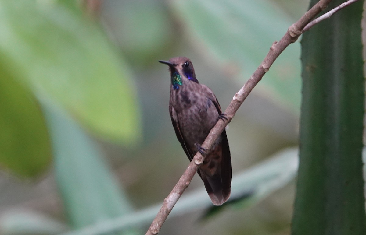 Colibrí Pardo - ML619144791