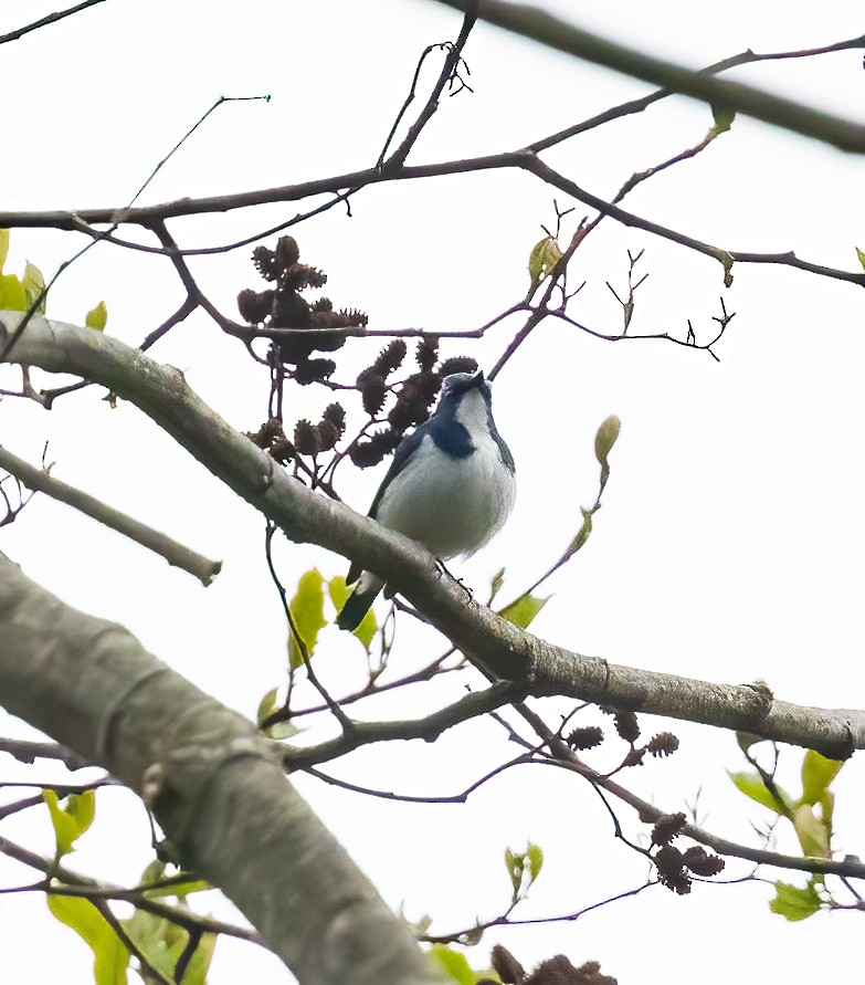 Ultramarine Flycatcher - Peter Seubert