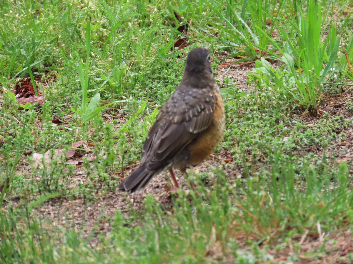 Zorzal Americano (grupo migratorius) - ML619144799