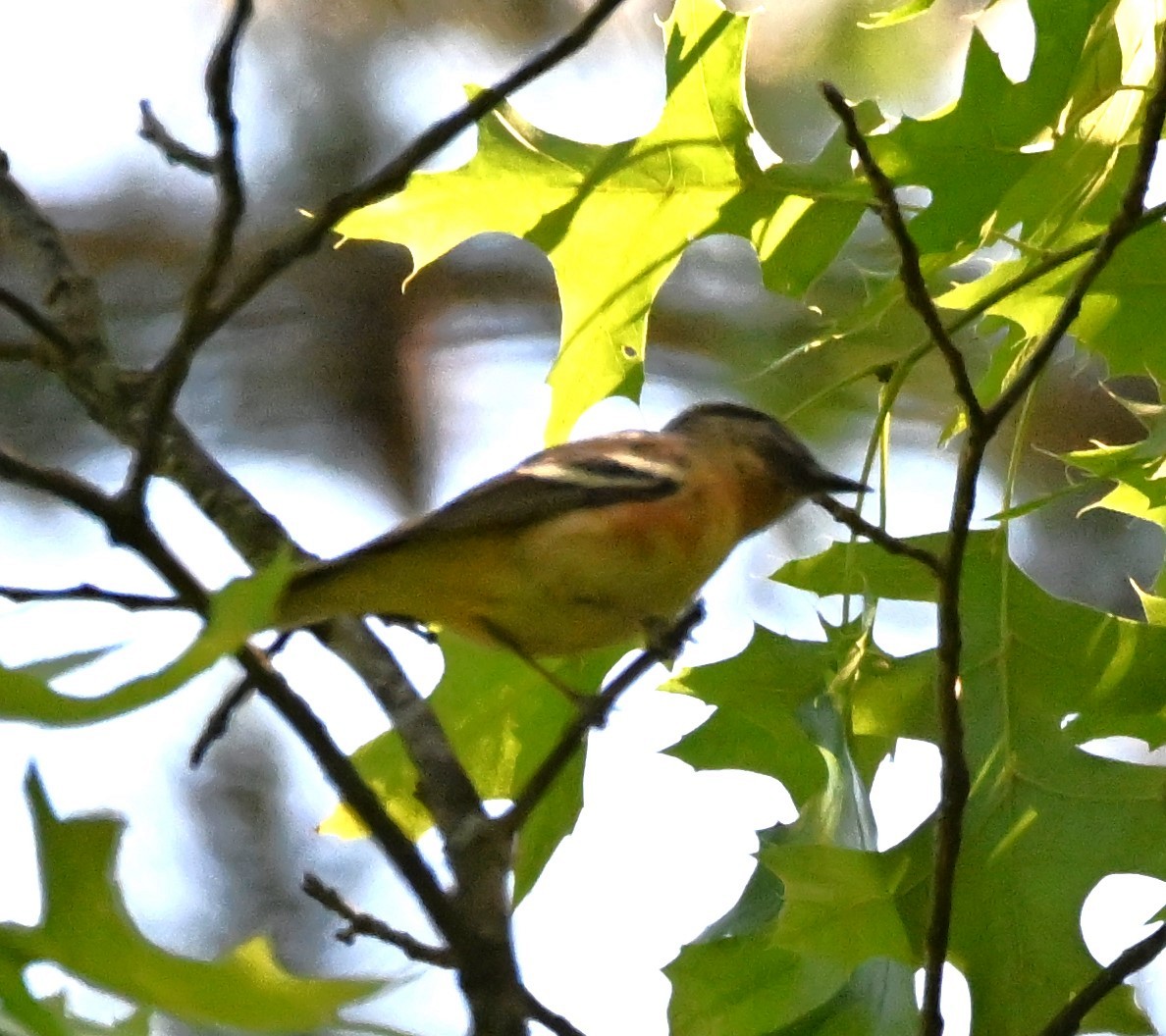 Bay-breasted Warbler - ML619144813