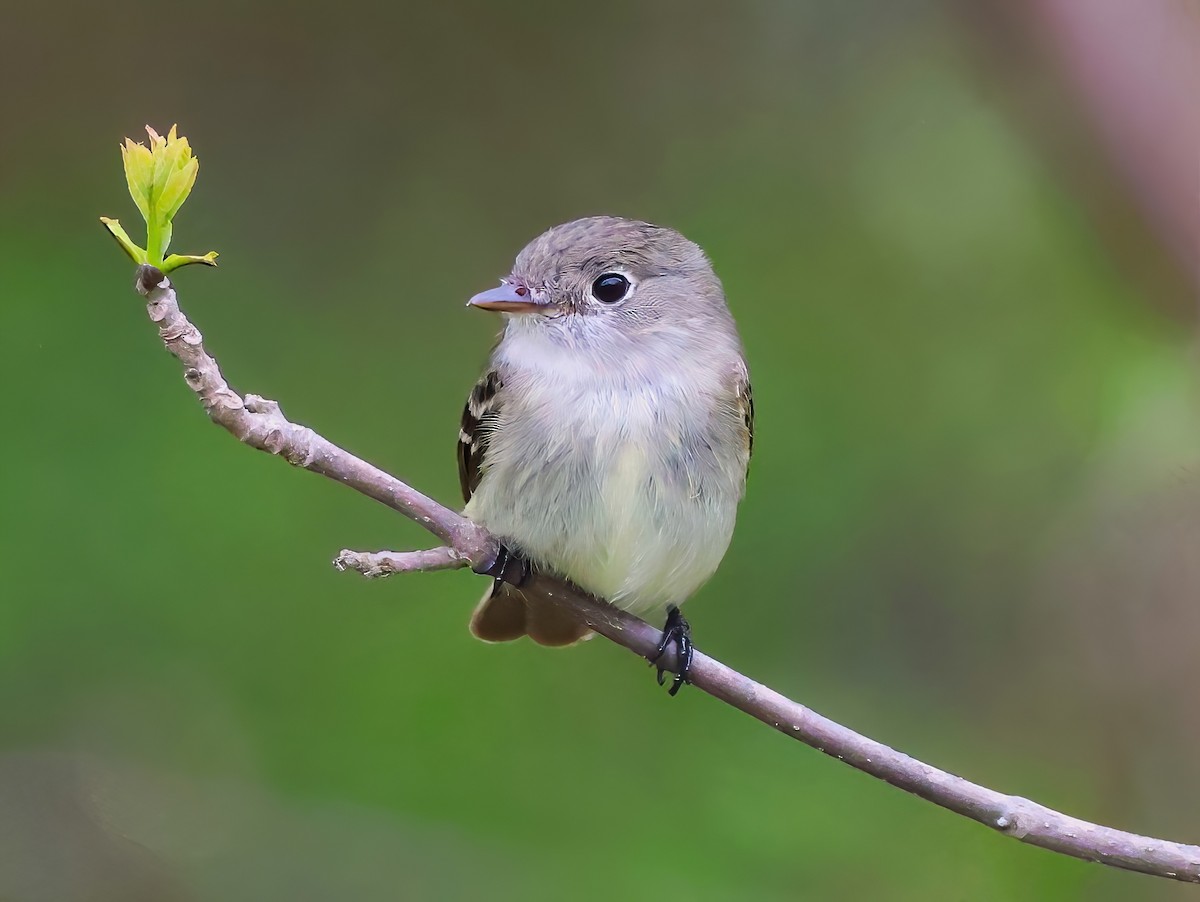 Least Flycatcher - ML619144833