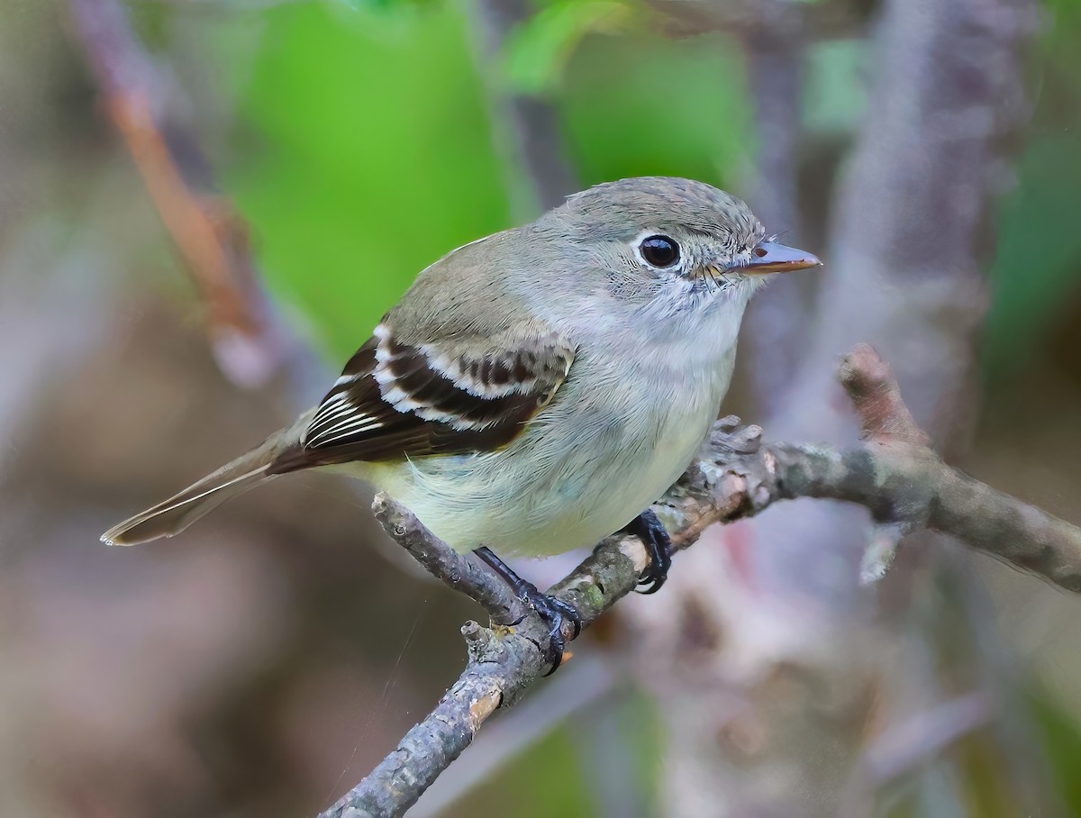 Least Flycatcher - ML619144837