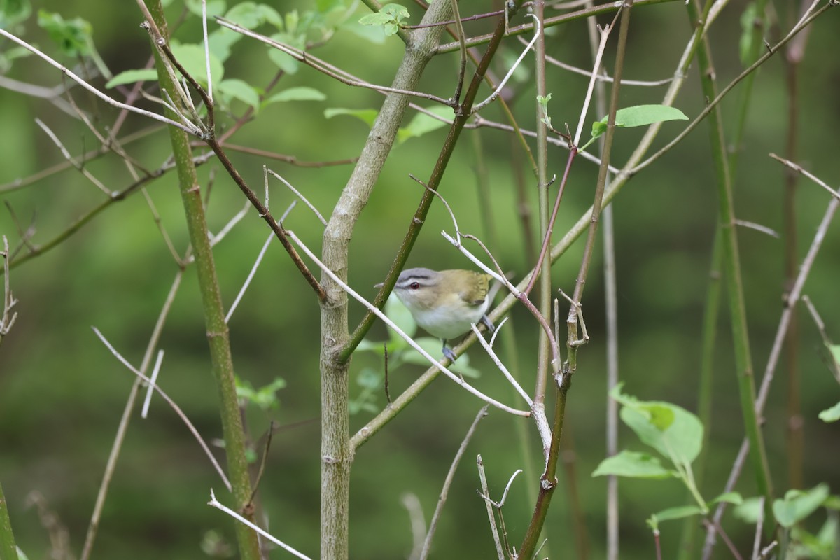 Red-eyed Vireo - Yianni Laskaris