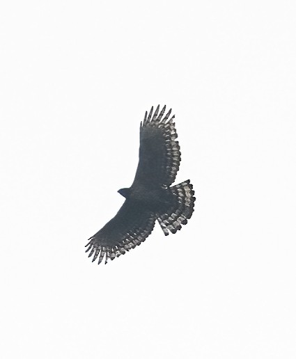 Mountain Hawk-Eagle - Peter Seubert