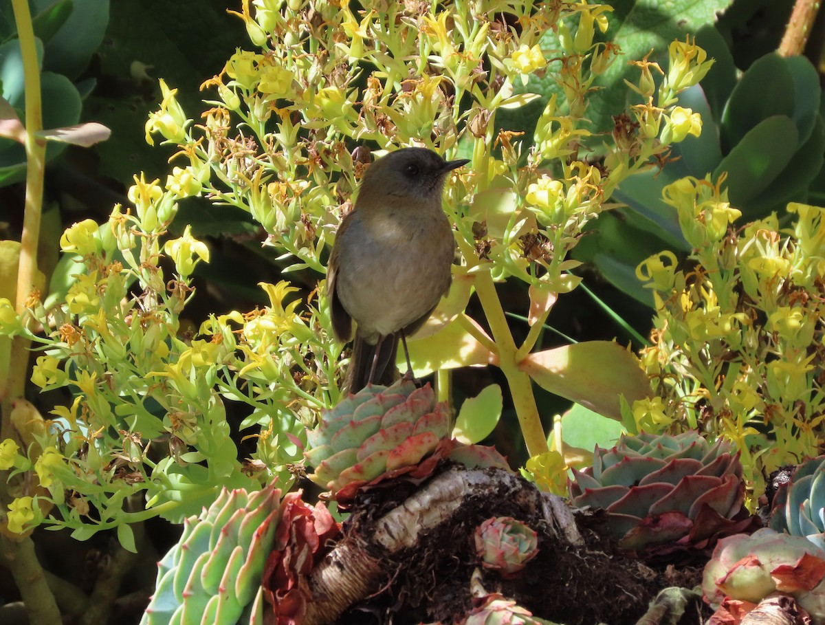 Black-billed Nightingale-Thrush - Michelle Browning