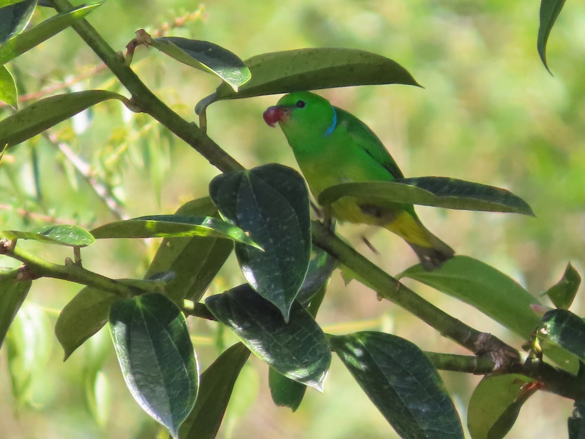 Golden-browed Chlorophonia - Michelle Browning