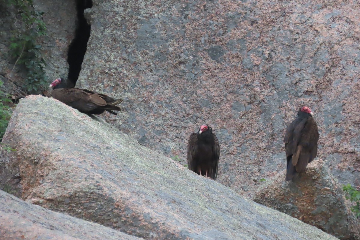 Turkey Vulture - Jimma Byrd