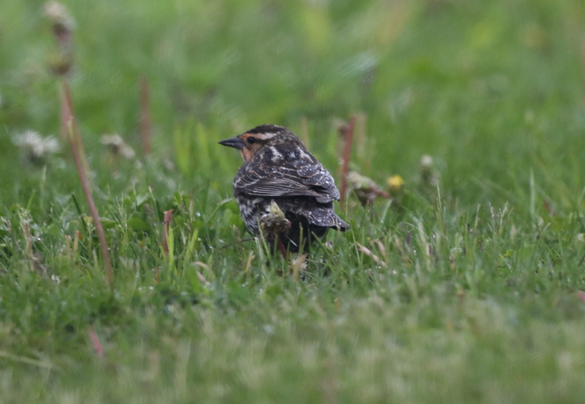 Red-winged Blackbird - ML619144875