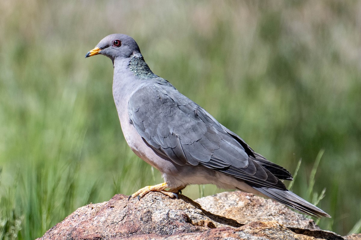 Band-tailed Pigeon - Nancy Christensen