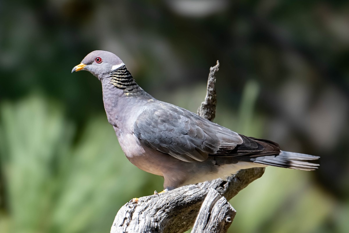 Band-tailed Pigeon - Nancy Christensen