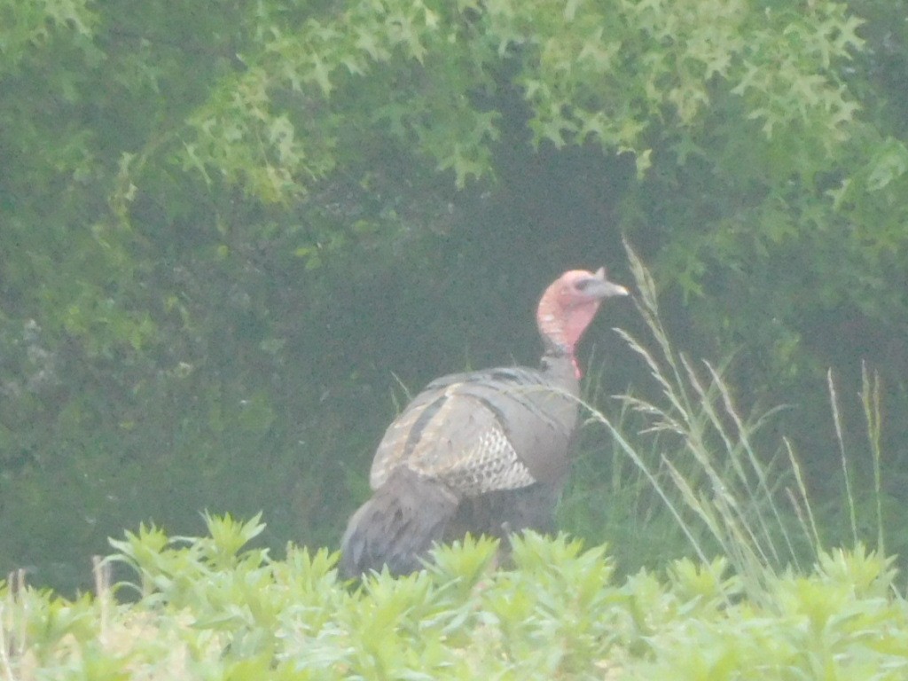 Wild Turkey - ML619144888