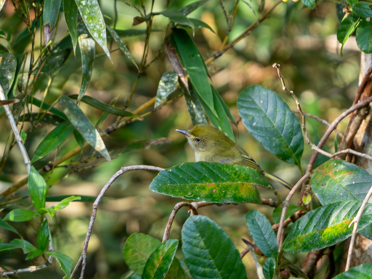 Hangnest Tody-Tyrant - Vitor Rolf Laubé