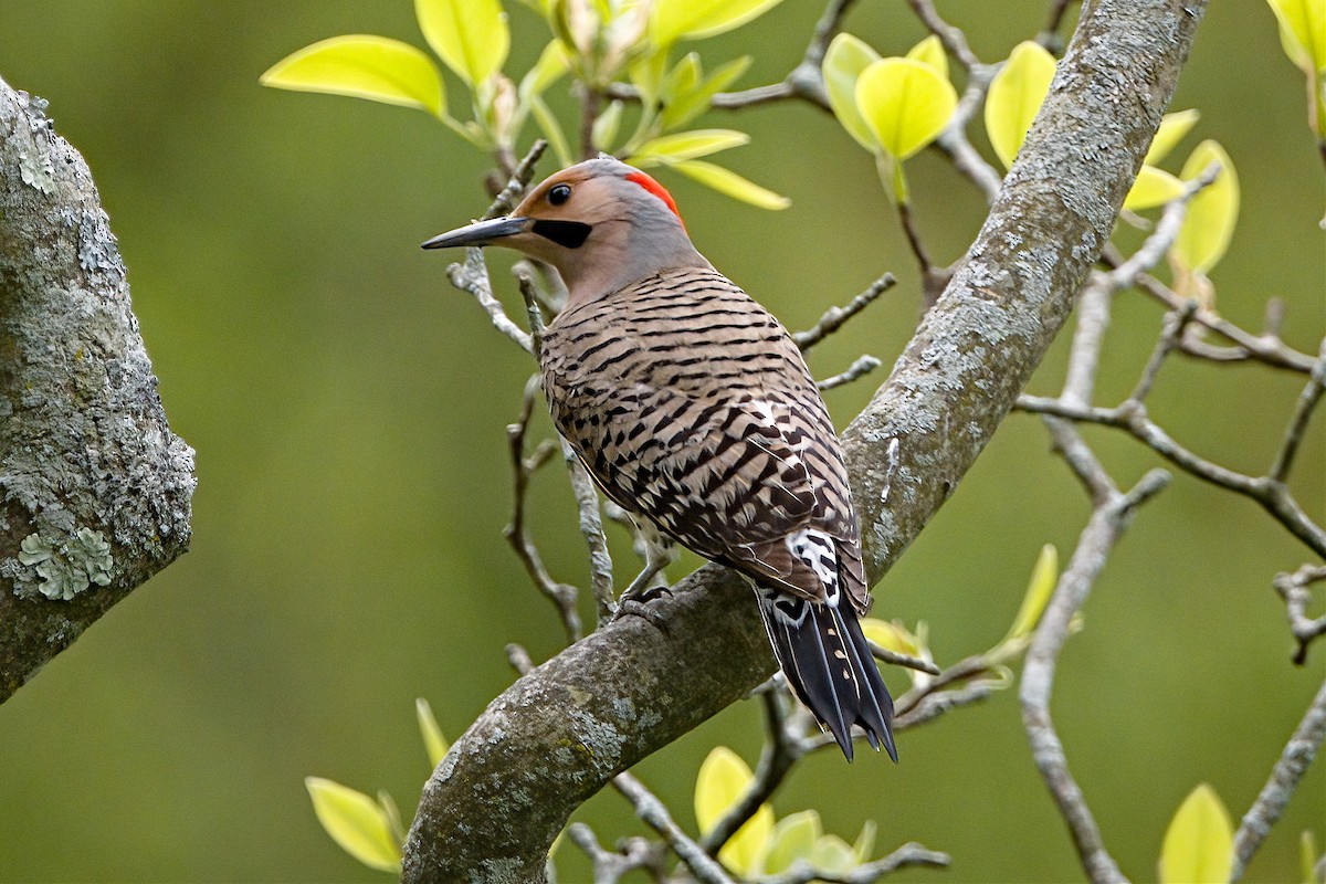 Northern Flicker (Yellow-shafted) - Peter Swaine