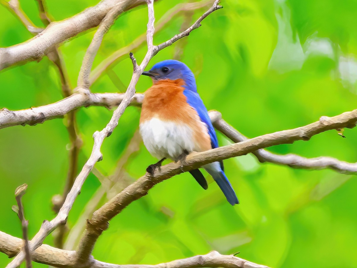 Eastern Bluebird - ML619144941