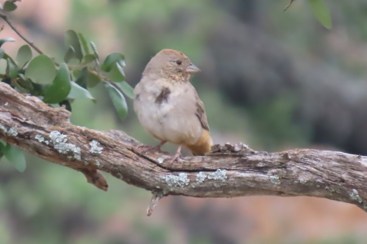 Canyon Towhee - ML619144943