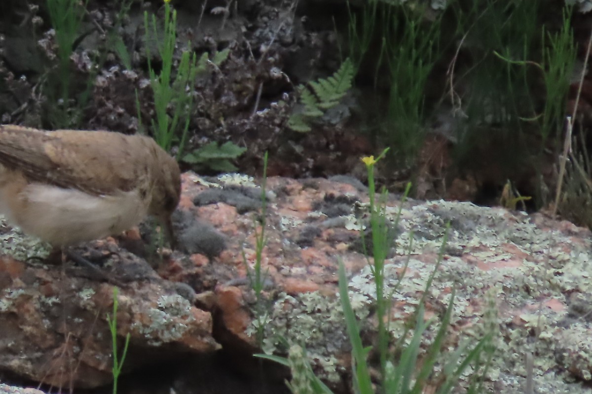 Rock Wren - ML619144959