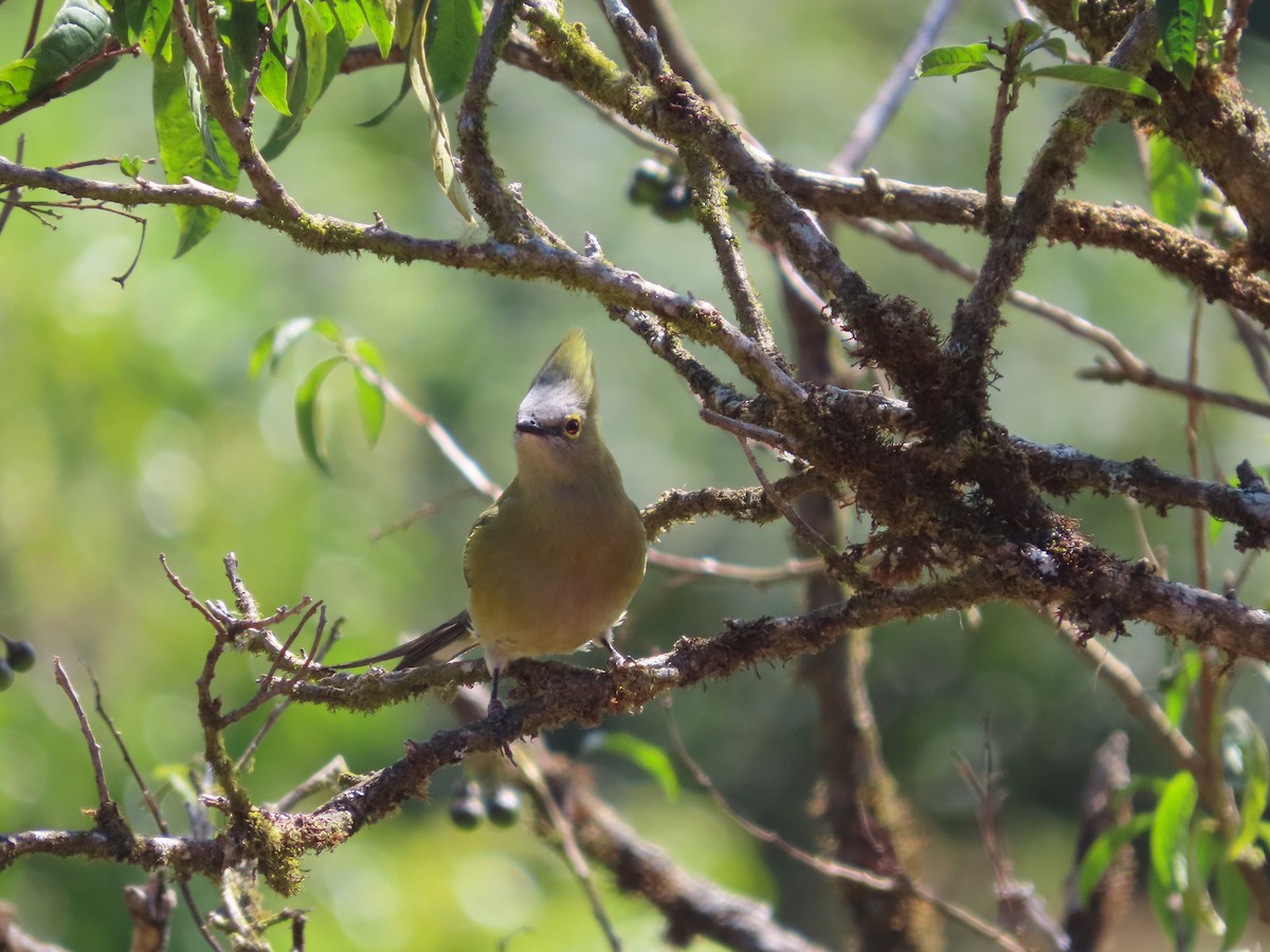 Long-tailed Silky-flycatcher - Michelle Browning