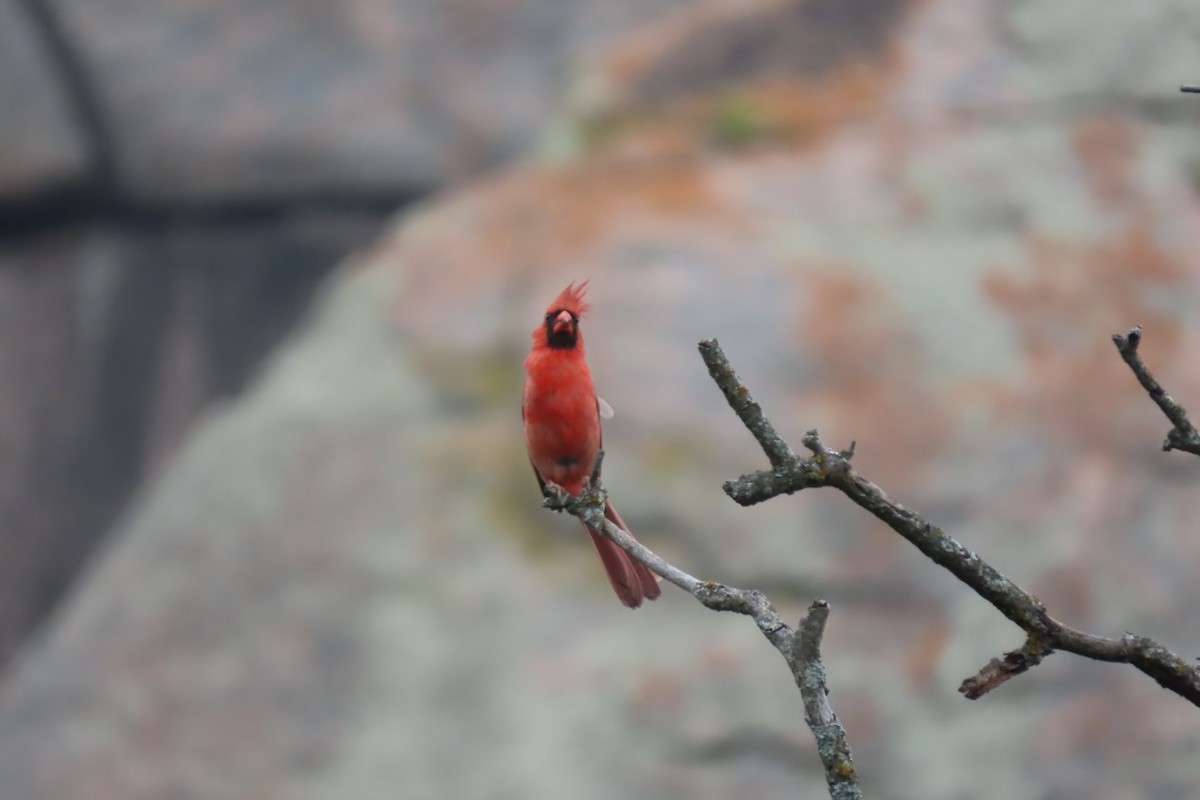 Cardinal rouge - ML619144978