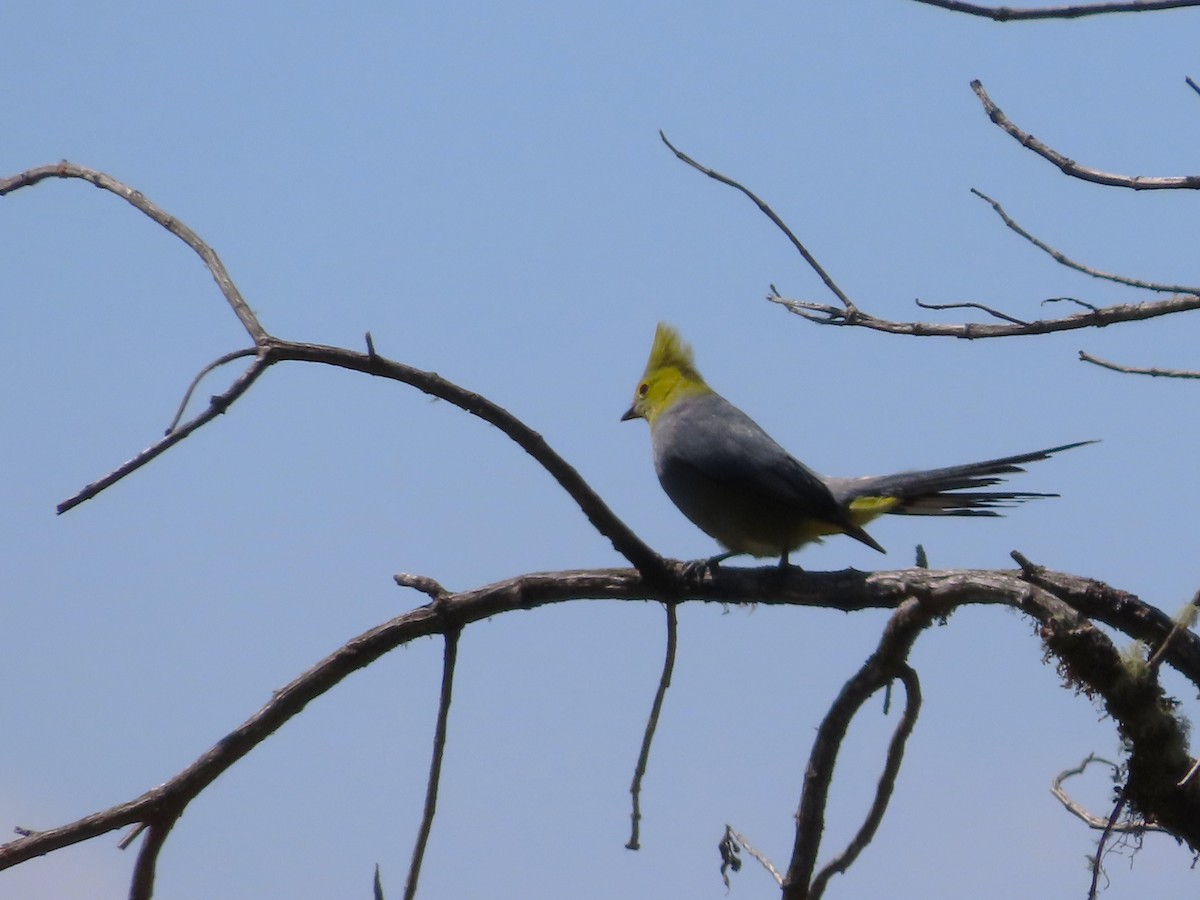 Long-tailed Silky-flycatcher - Michelle Browning