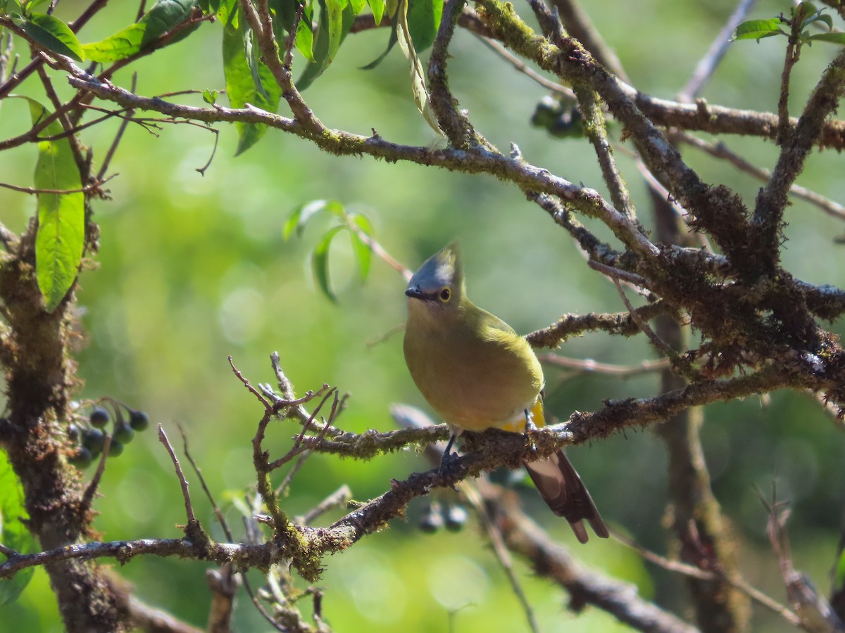 Long-tailed Silky-flycatcher - Michelle Browning