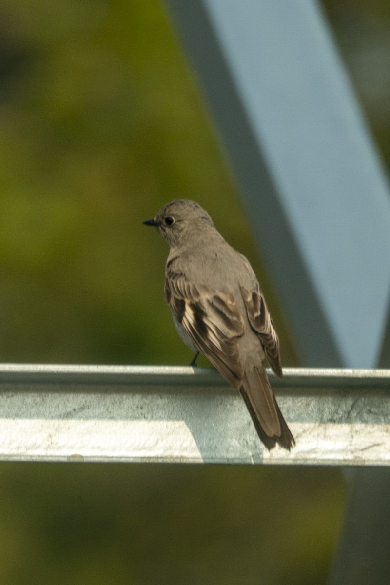 Townsend's Solitaire - Daniel Brisbin