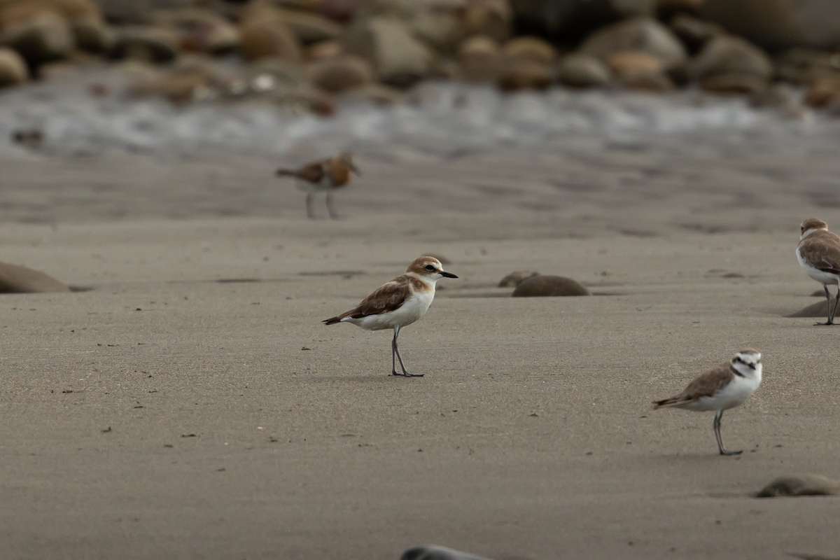 Kentish Plover - ML619144999