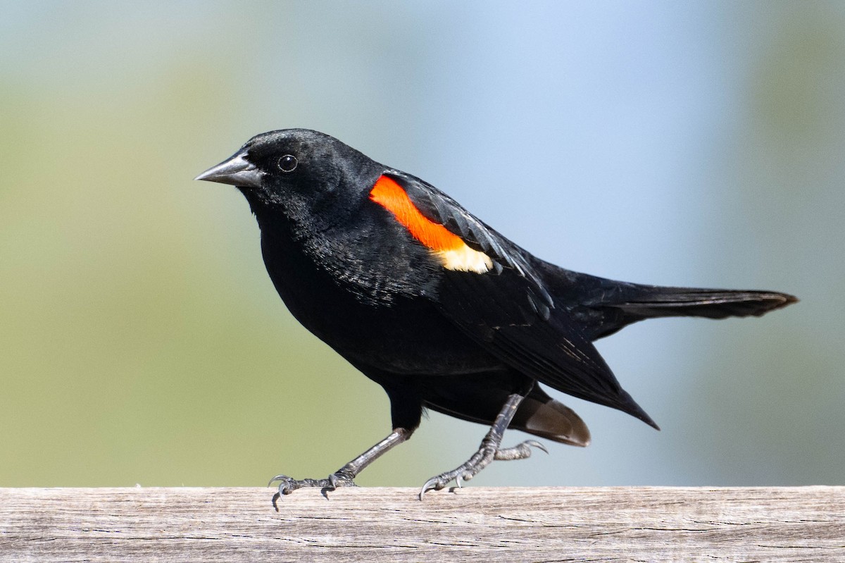 Red-winged Blackbird - Nancy Christensen