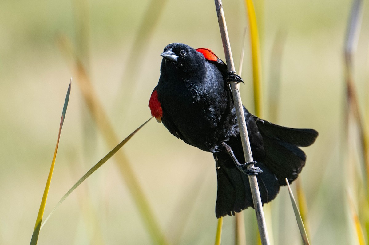 Red-winged Blackbird - Nancy Christensen