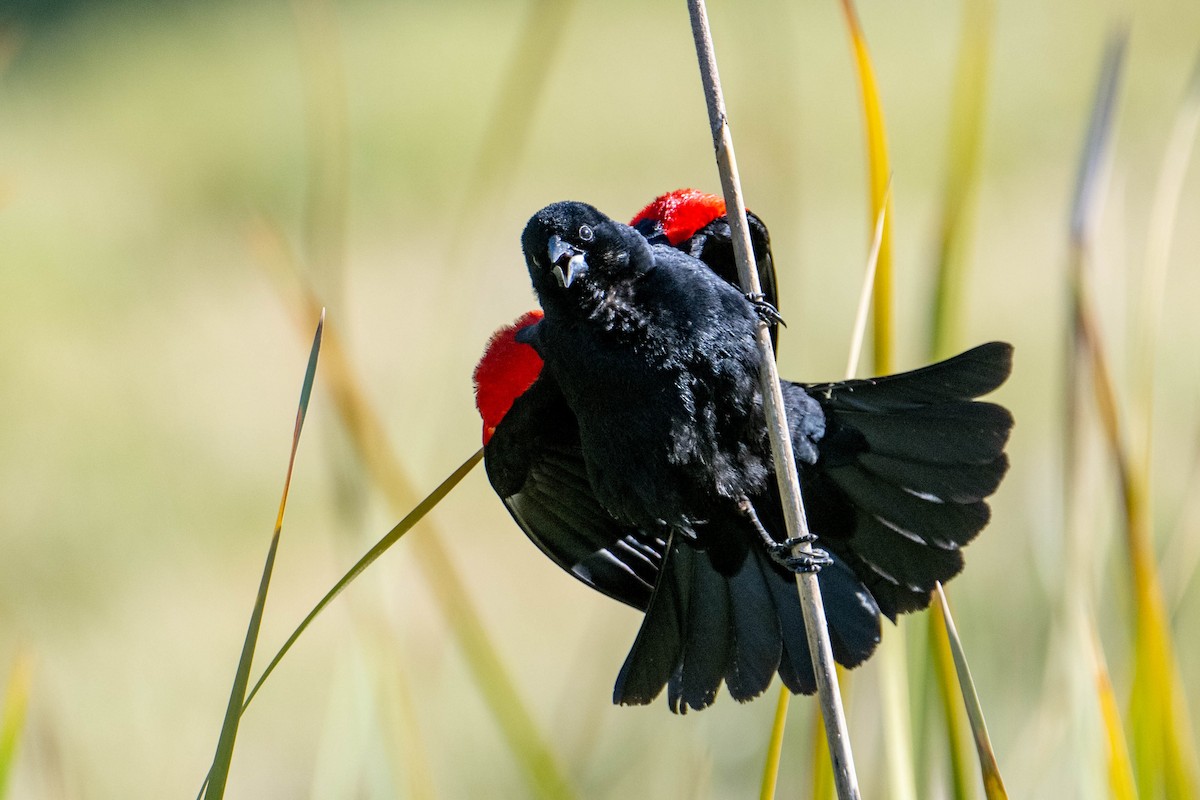 Red-winged Blackbird - Nancy Christensen
