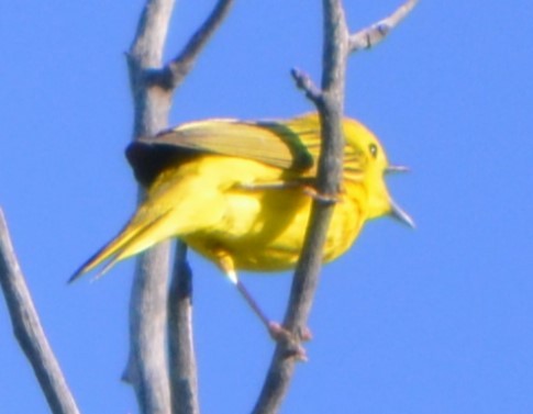 Yellow Warbler - Charles Taft