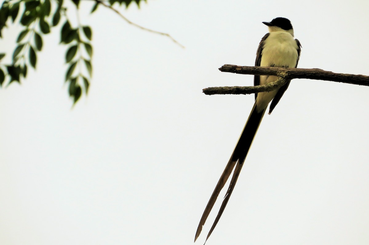 Fork-tailed Flycatcher - André Tostes Tostes