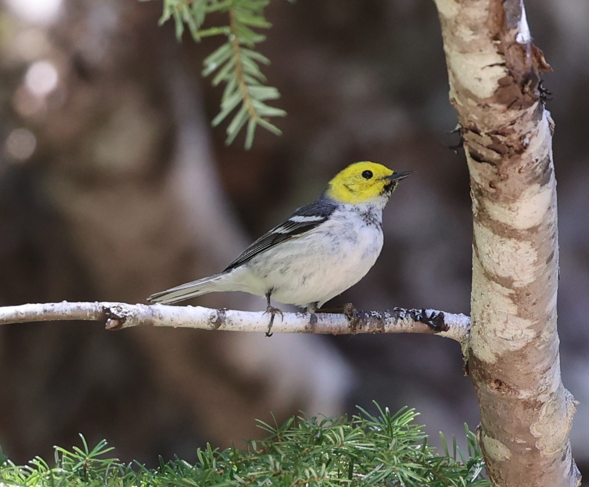 Hermit Warbler - Peter Dunn