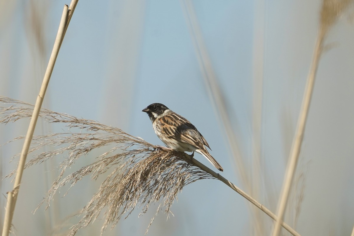 Reed Bunting - ML619145050