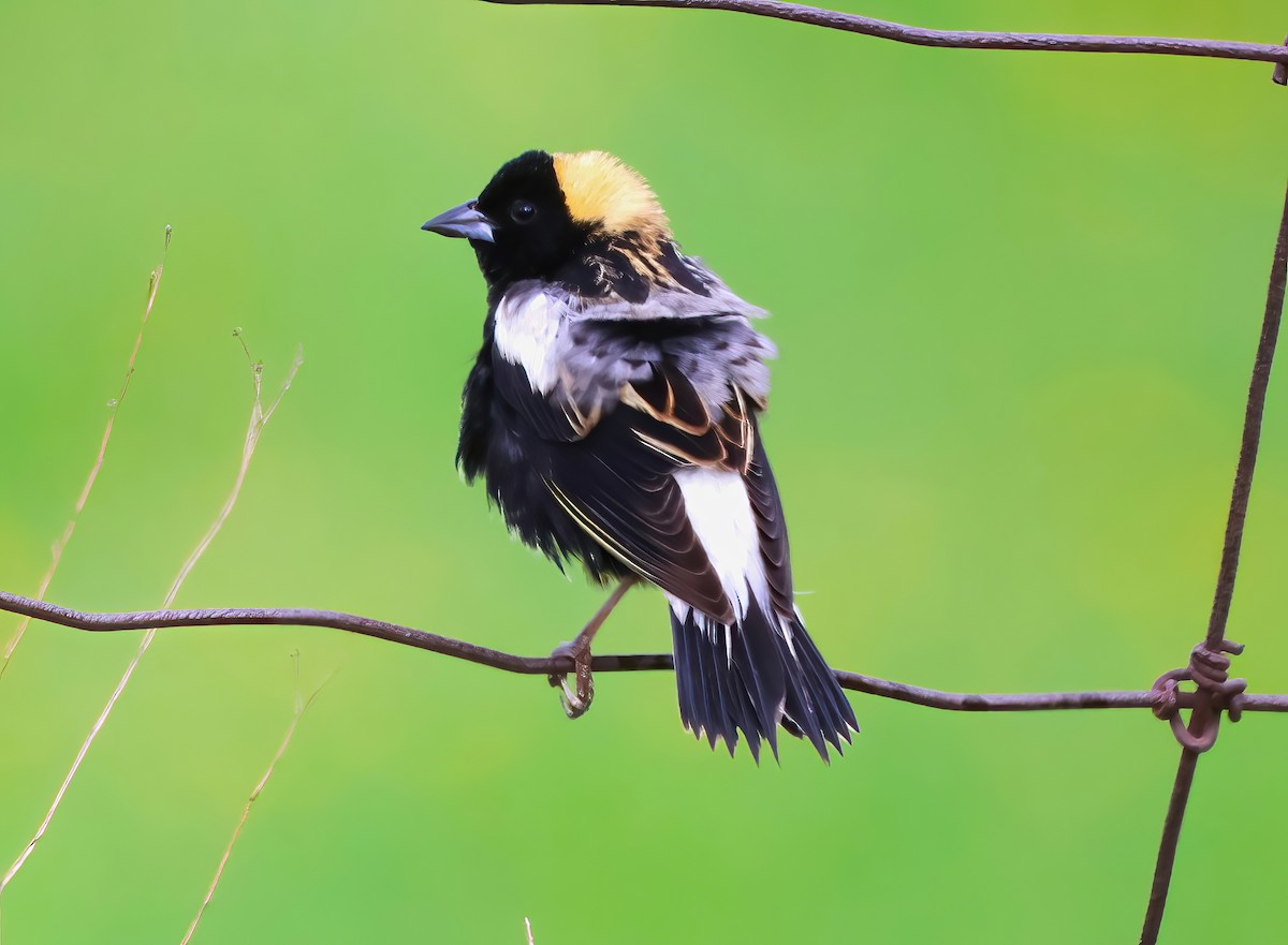 Bobolink - Eric Patry