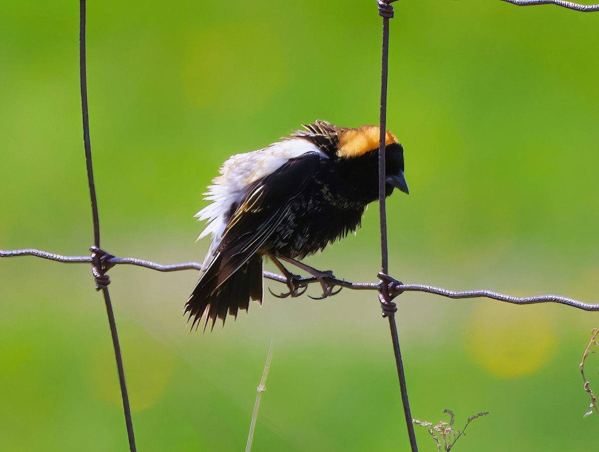 Bobolink - Eric Patry